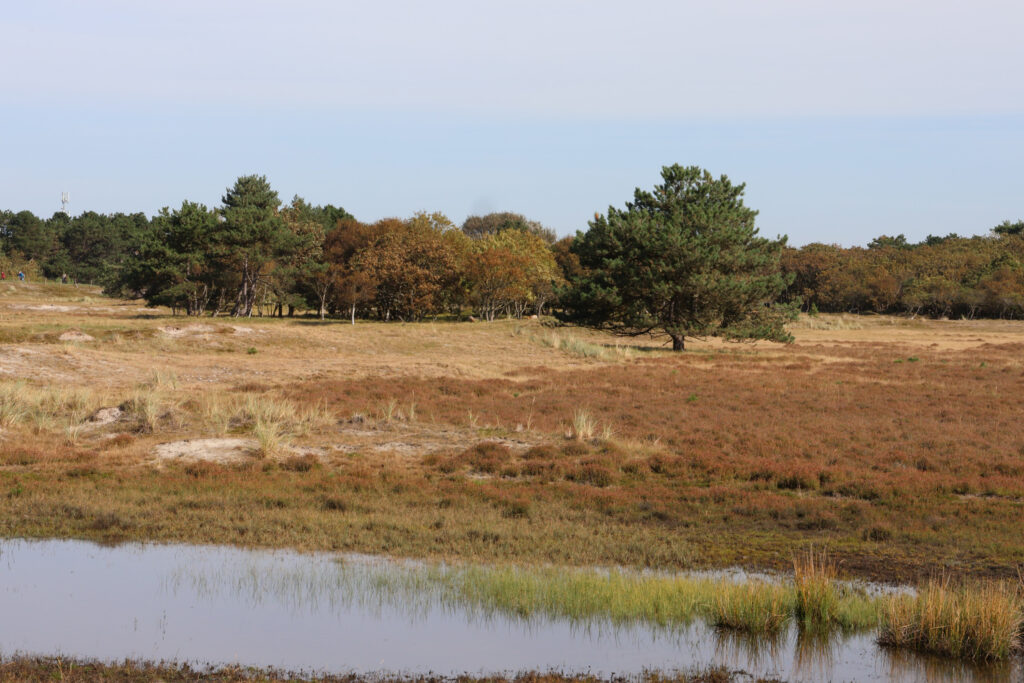 Duinen Camperduin