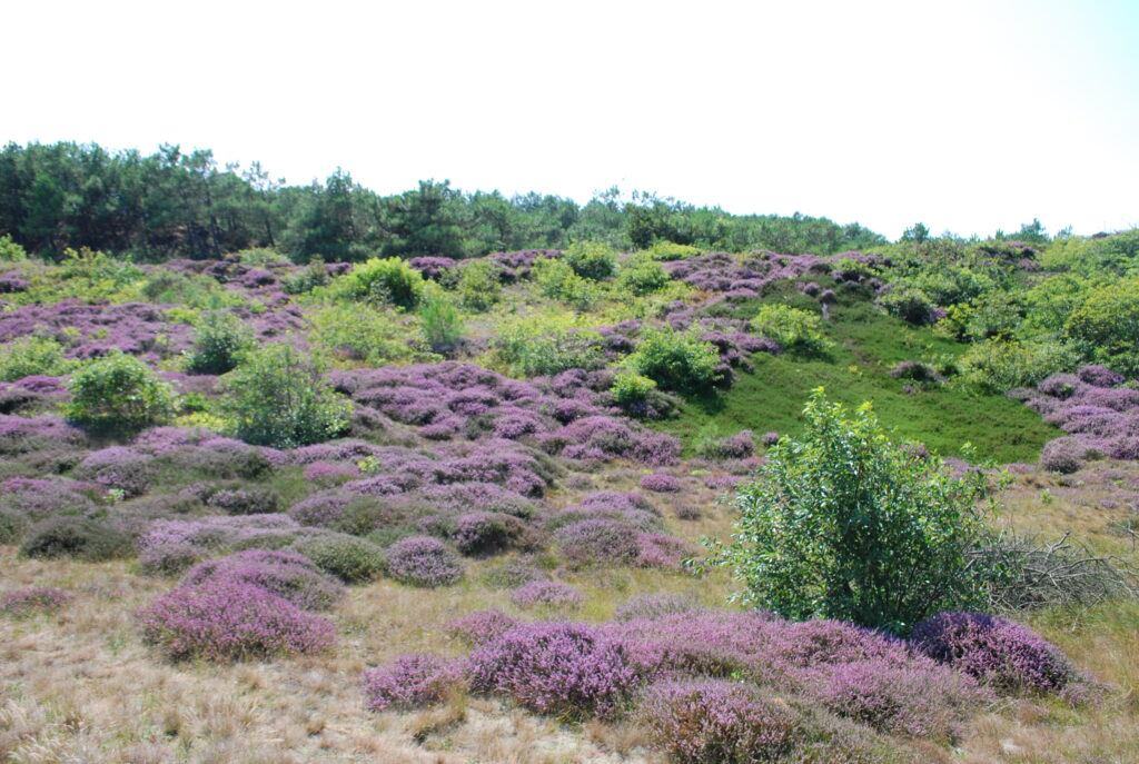 Heide in het duin