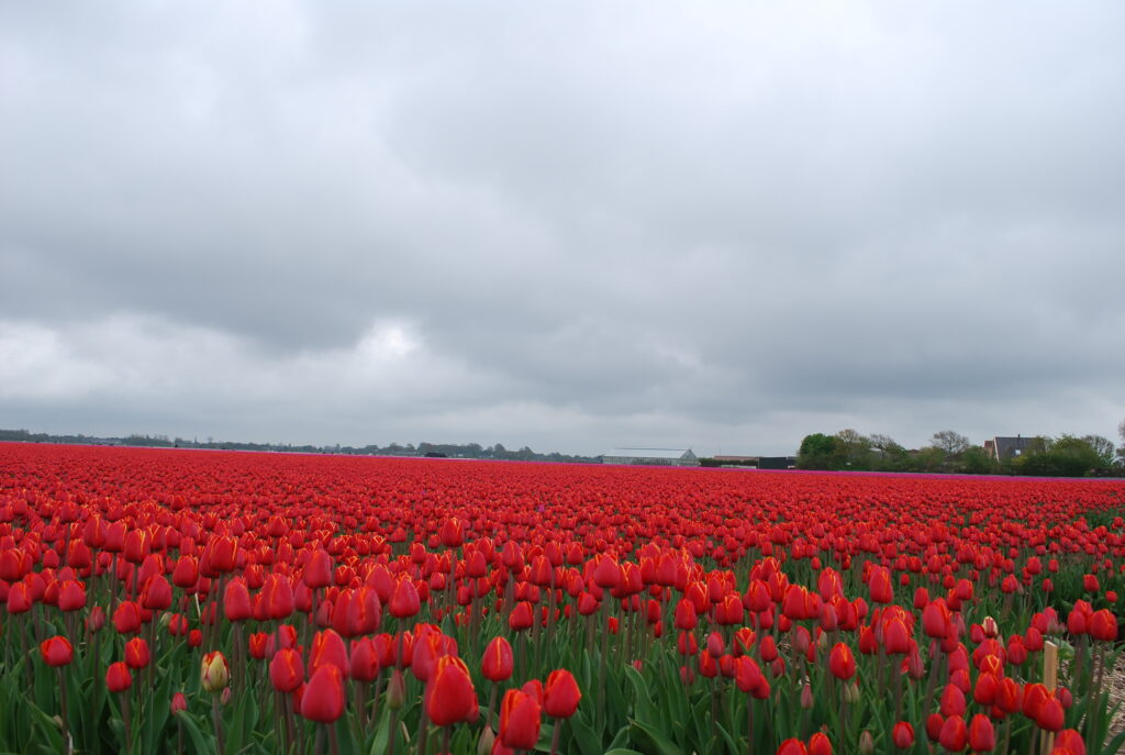 Tulpenveld
