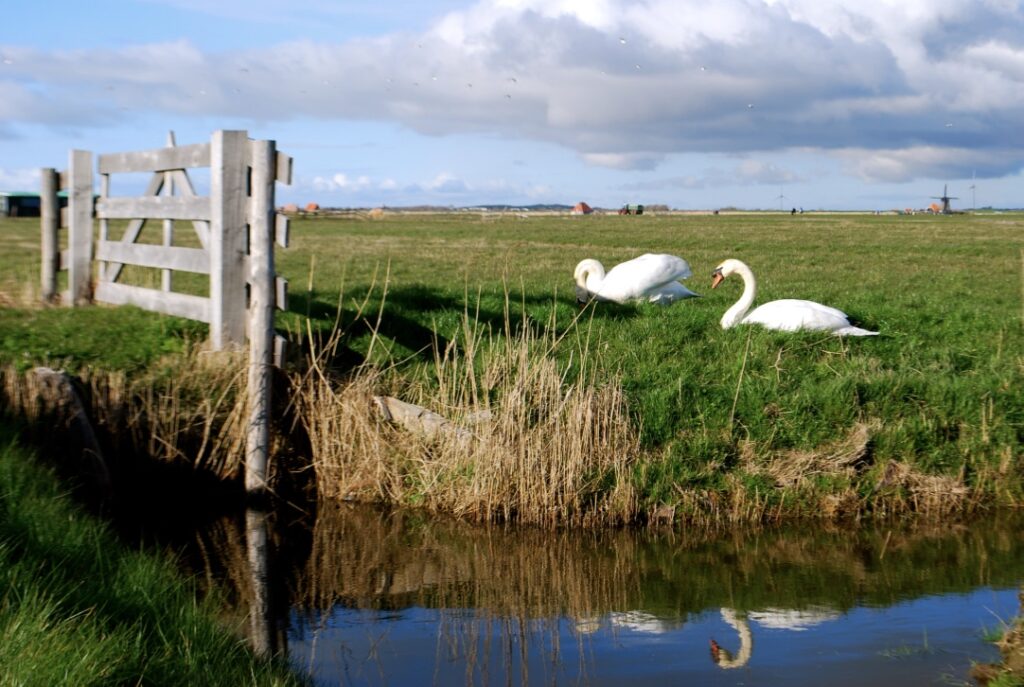 Zwanen in de polder